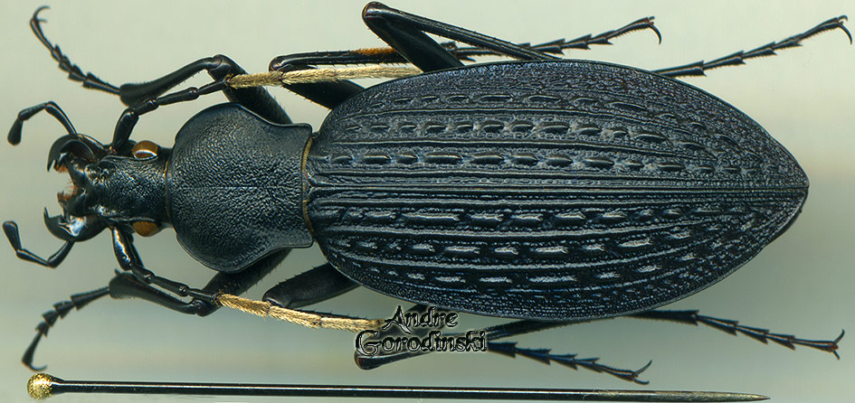 http://www.gorodinski.ru/carabus/Apotomopterus yaophilus.jpg